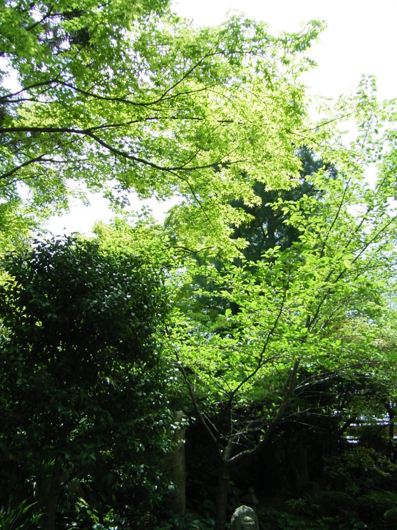 秦　美穂子　のブログ-庭園の緑